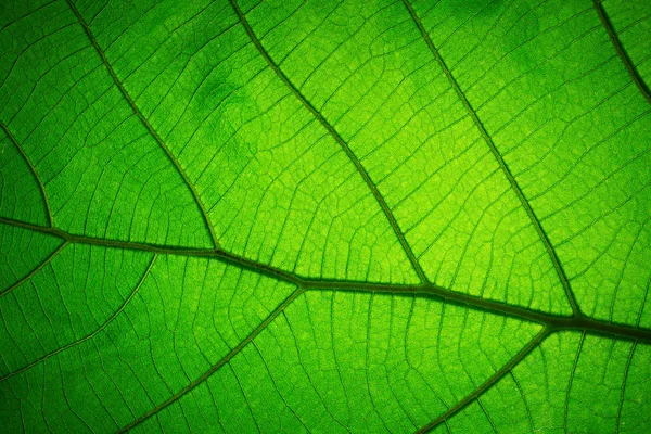 Leaf Texturmönstret För Våren Bakgrund Textur Gröna Blad Ekologi Koncept — Stockfoto