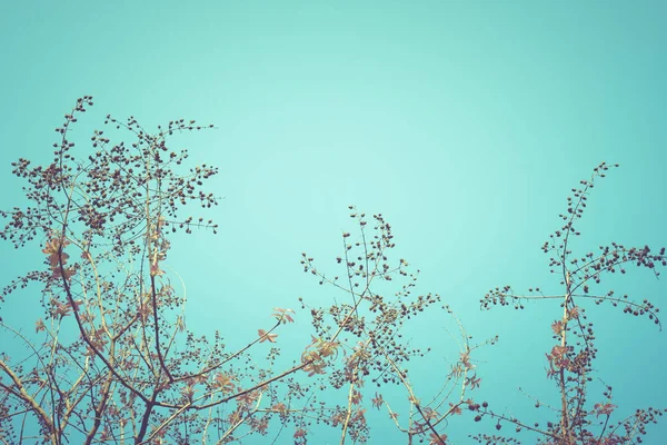 Modrá Obloha Větvemi Stromů Jaro Vintage Filtru — Stock fotografie