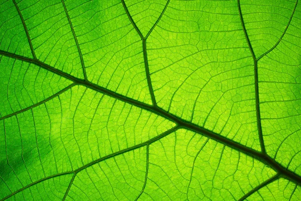 春季背景叶片纹理图案 绿叶质地 生态学概念 — 图库照片