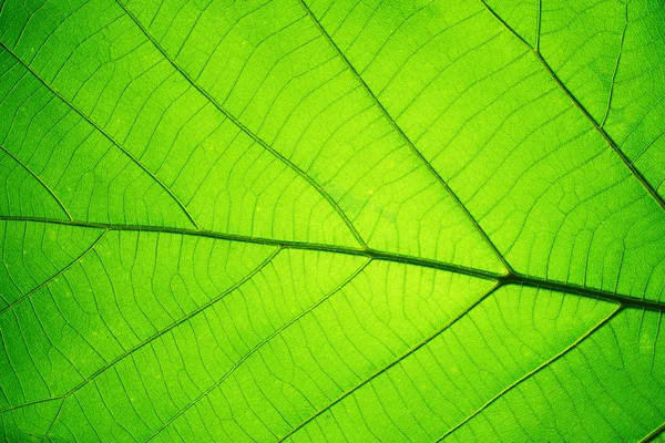 봄 배경, 녹색 나뭇잎의 질감에 대 한 잎 텍스처 패턴 — 스톡 사진