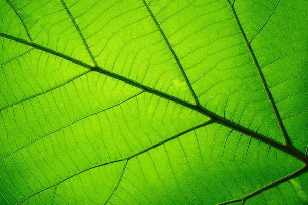 Blad structuurpatroon voor voorjaar achtergrond, textuur van groene bladeren — Stockfoto