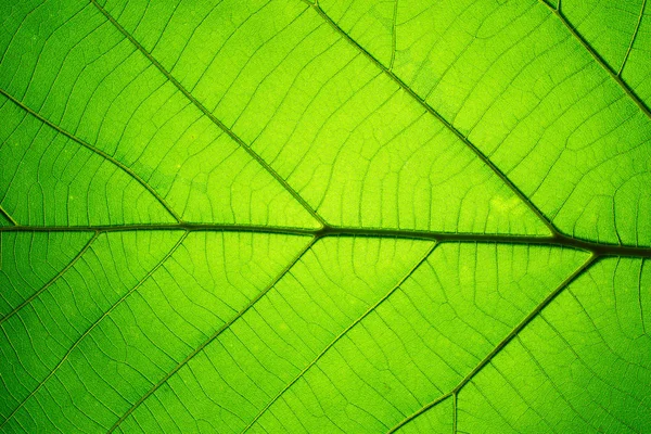 Padrão de textura de folha para fundo de primavera, textura de folhas verdes — Fotografia de Stock