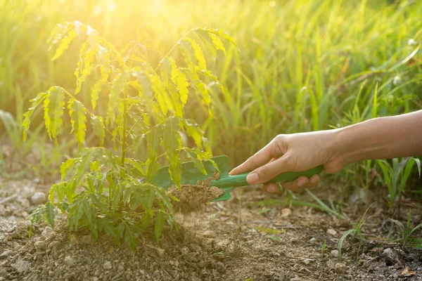 A mão está a plantar árvore. Pá cavar o solo para a árvore crescente . — Fotografia de Stock