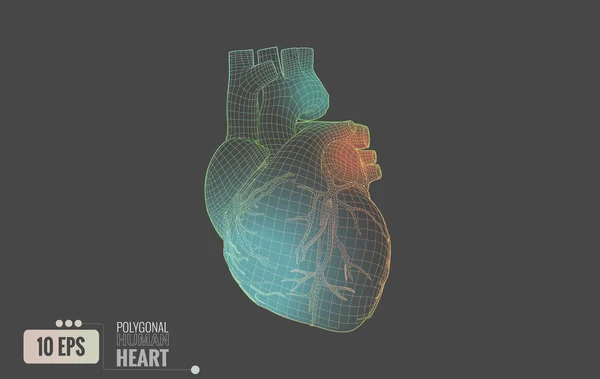 Línea Poligonal Colorida Del Wireframe Del Corazón Humano Que Brilla — Vector de stock