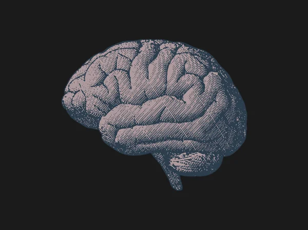 Vue Côté Gravure Cerveau Dessin Ton Couleur Gris Sur Fond — Image vectorielle