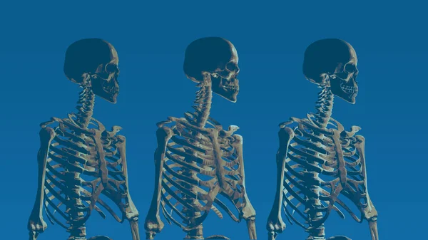 Três Baixo Poli Esqueleto Retrato Vista Lateral Fundo Azul — Vetor de Stock