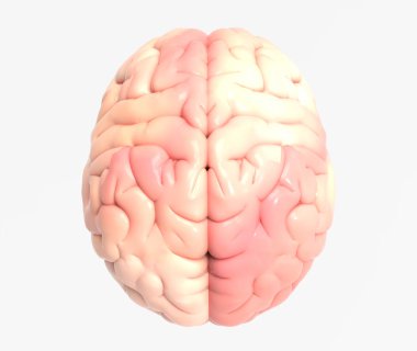 3D beyin Foto gerçekçi render izole kırpma yoluyla kullanılmak üzere herhangi bir zemin beyaz arka plan üzerinde üst görünümünde