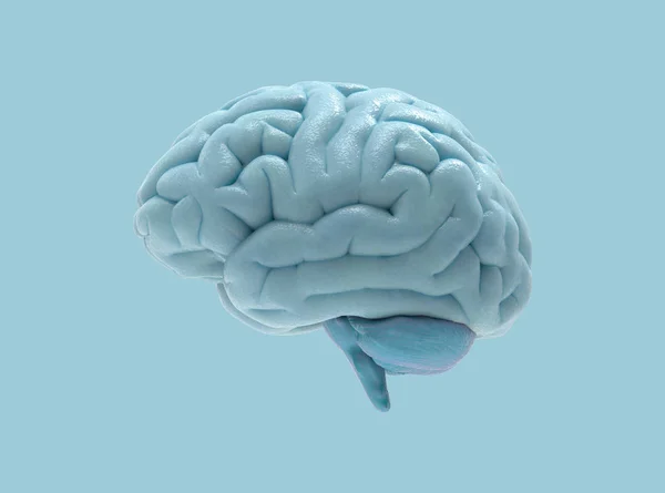 Renderowania Ludzkiego Mózgu Side Zobacz Białym Tle Pastelowe Niebieskie Tło — Zdjęcie stockowe
