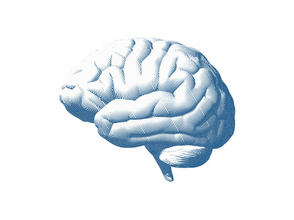 Blue human brain side view engraving in high contrast style isolated on white background
