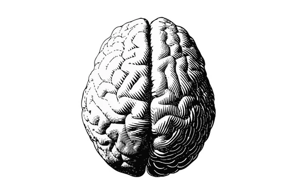 Монохромная Гравировка Мозга Иллюстрация Верхней Части Зрения Изолированы Белом Фоне — стоковый вектор