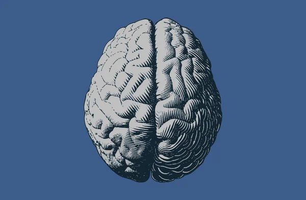 Jednobarevné Šedé Gravírování Mozku Ilustrace Pohledu Shora Izolované Modrém Pozadí — Stockový vektor