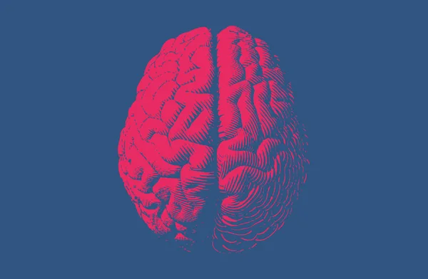 Κόκκινο Χαρακτική Απεικόνιση Εγκεφάλου Στην Κάτοψη Που Απομονώνονται Μπλε Φόντο — Διανυσματικό Αρχείο