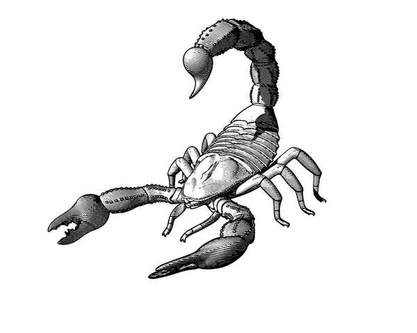 Scorpion Grawerowanie Drawin Monochromatyczne Białym Tle — Wektor stockowy