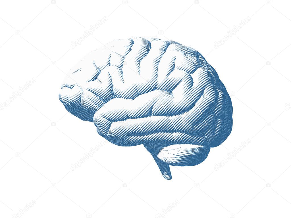 Blue human brain side view engraving in high contrast style isolated on white background