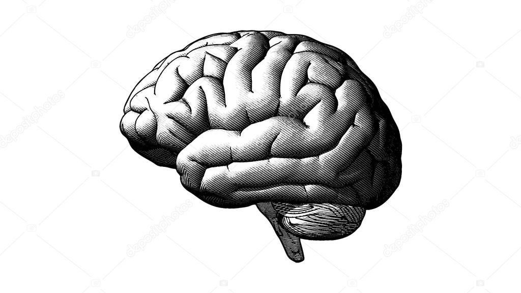 Brain side view engraving drawing crosshatch in monochrome isolated on white background