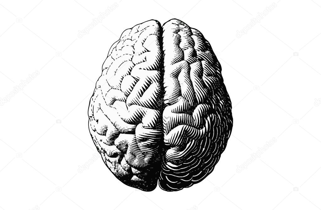 Monochrome engraving brain illustration in top view isolated on white background