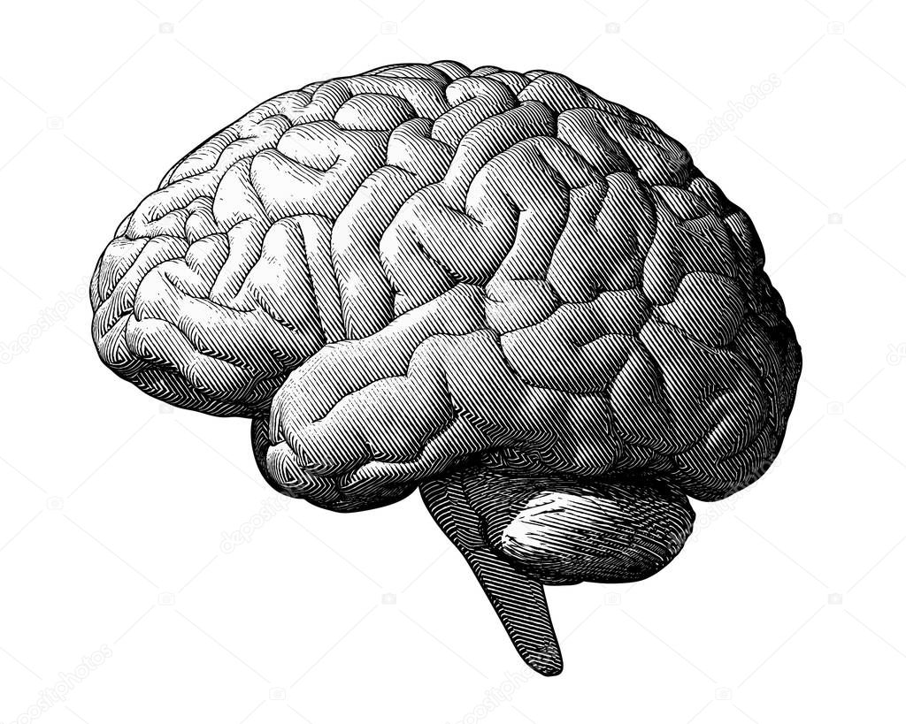 Monochrome engraving brain illustration in side view isolated on white background