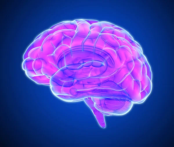Paars Roze Gloeiende Xray Hersenen Illustratie Geïsoleerd Donker Blauwe Achtergrond — Stockfoto