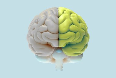 3D beyin işleme illüstrasyon önünde görüntülemek kırpma yoluyla kalıp herhangi bir zemin içinde kullanmak için kesme için pastel renk arka plan üzerinde izole sol ve sağ fonksiyon ve etkinlik kavramı ile