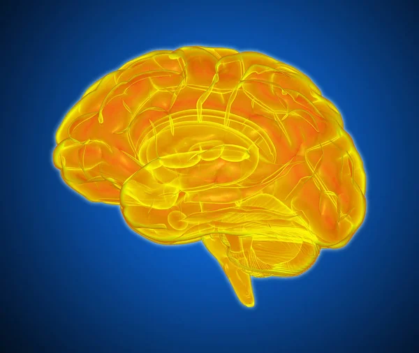 Оранжевый Желтый Светящийся Рентгеновский Мозг Иллюстрация Изолированы Темно Синем Фоне — стоковое фото