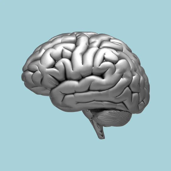 Chrome Metalic Brain Rendering Illustration Isolated Pastel Blue Background Clipping — Stock Photo, Image