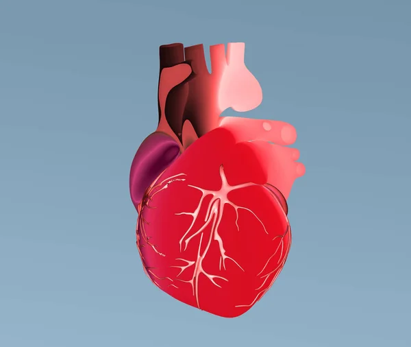 Ilustração Coração Humano Plano Colorido Com Multi Cor Para Parte — Fotografia de Stock