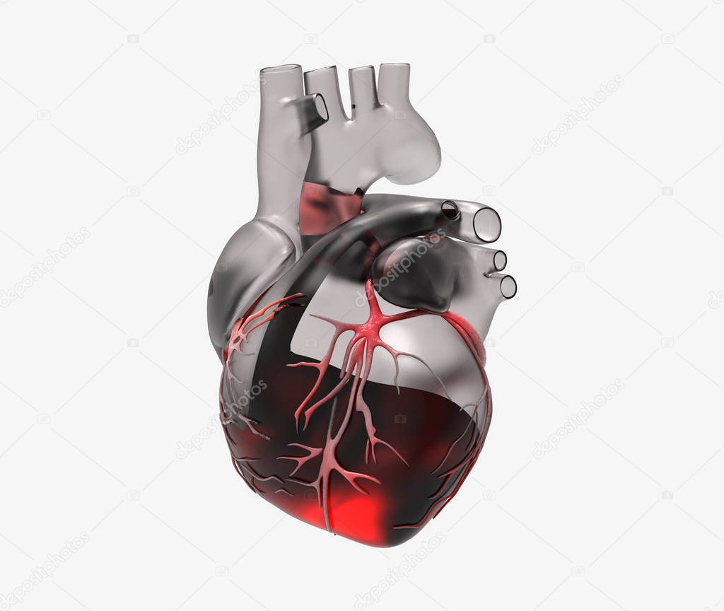 3D glass human heart with vein and blood flow rendering illustration isolated on white background with clipping path for die cut to use in any backdrop