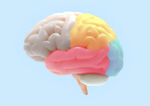 Rendering Van Hersenen Met Onderverdelingen Kleur Delen Geïsoleerd Een Witte — Stockfoto
