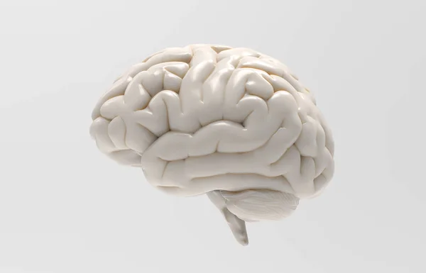 izole kırpma yoluyla herhangi bir zemin olarak kullanılmak üzere gri arka plan üzerinde 3d beyaz parlak beyin işleme