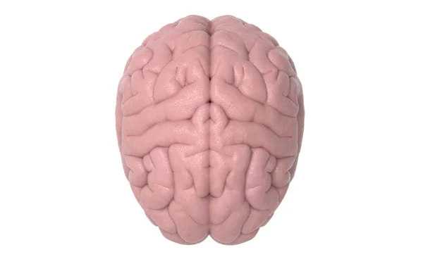 Human Brain Rendering Top View Isolated White Background Clipping Path — Stock Photo, Image