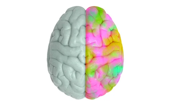Візуалізація Мозку Людини Видом Зверху Правою Концепцією Стилі Акварелі Ізольовані — стокове фото