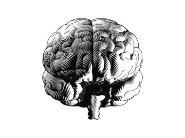 Monochrome frontal human brain engraving illutration isolated on white background clipart