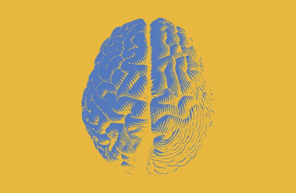 Ilustración Cerebral Grabado Azul Vista Superior Aislada Sobre Fondo Amarillo — Archivo Imágenes Vectoriales