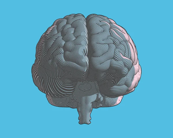 脑颜色雕刻绘图的前面视图在图形例证样式与流动线艺术隔绝在蓝色背景 — 图库矢量图片