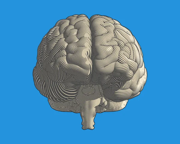 青の背景に分離した脳の色流れライン アート グラフィック イラストのスタイルで図面の正面図を彫刻 — ストックベクタ