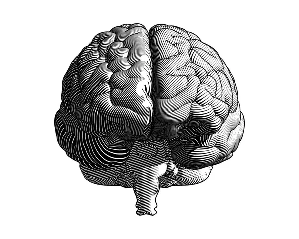 Incisione Cerebrale Disegno Monocromatico Vista Frontale Illustrazione Con Linea Flusso — Vettoriale Stock
