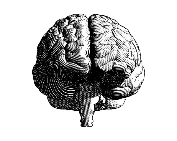 Grabado Cerebral Dibujo Monocromo Vista Frontal Ilustración Con Línea Flujo — Archivo Imágenes Vectoriales