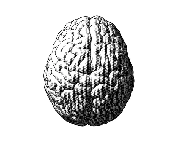 Grabado Monocromático Dibujo Cerebro Vista Superior Aislado Sobre Fondo Blanco — Vector de stock