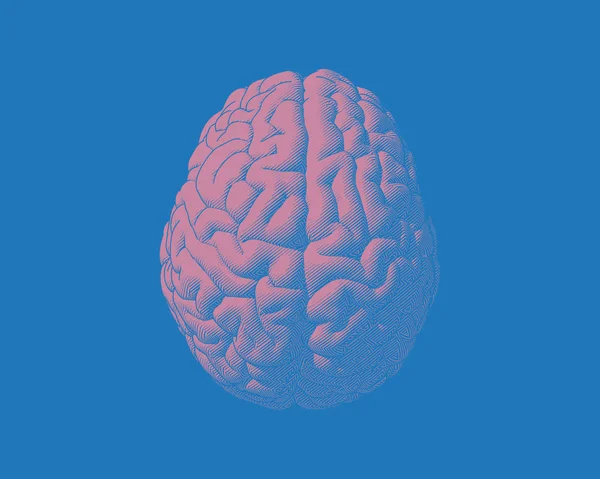 Gravure Rose Dessin Cerveau Vue Supérieure Isolé Sur Fond Bleu — Image vectorielle