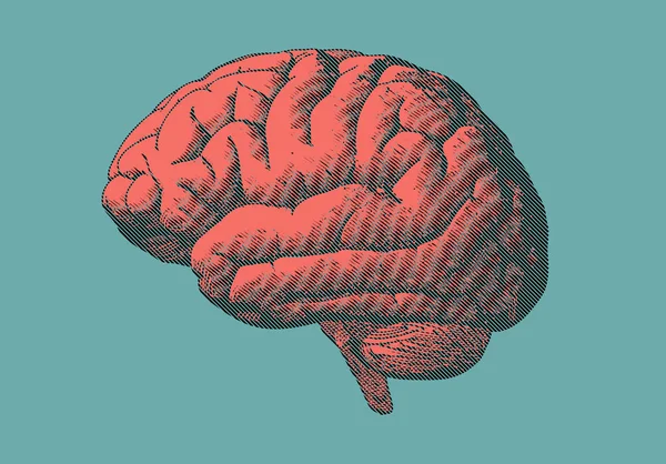 レトロなオレンジ色のターコイズ グリーンの背景に脳を彫刻 — ストックベクタ