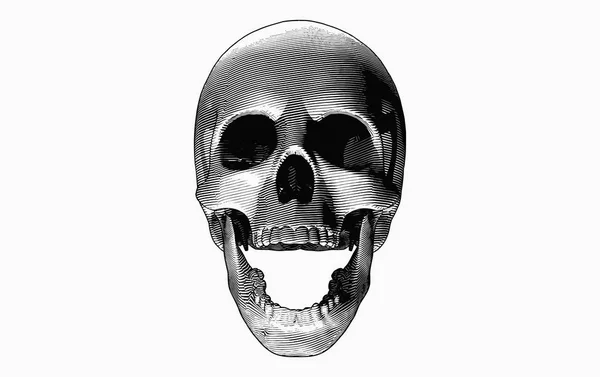 Gravure Dessin Crâne Bouche Ouverte Avec Éclairage Fond Isolé Sur — Image vectorielle