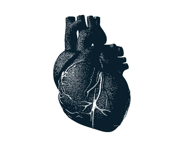 Corazón Humano Grabado Dibujo Sombreado Oscuro Aislado Sobre Fondo Blanco — Vector de stock