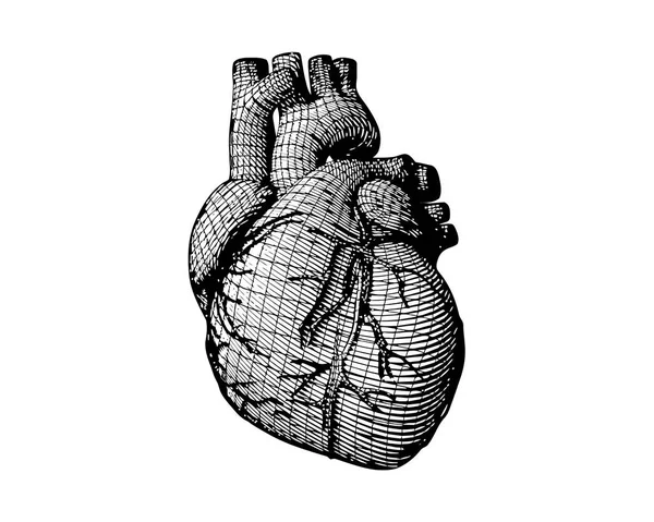 Gravura Monocromática Coração Humano Com Desenho Estrutura Wireframe Isolado Fundo — Vetor de Stock