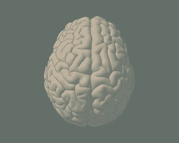 Gravure Dessin Cerveau Dans Illustration Vue Dessus Isolé Sur Terre — Image vectorielle