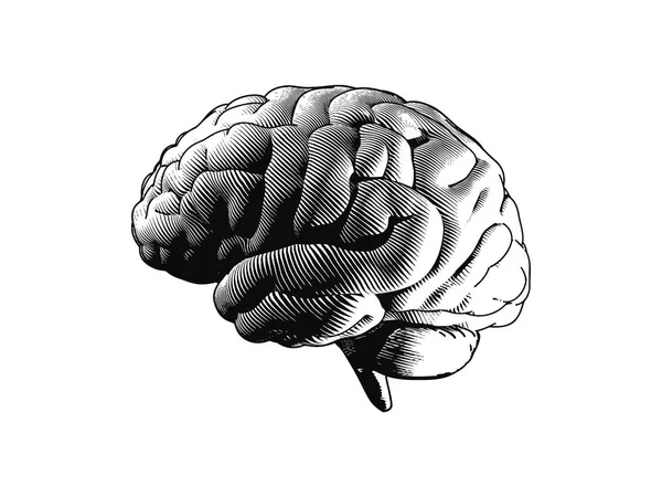 Μονόχρωμη Ανθρώπινος Εγκέφαλος Πλευρική Θέα Χαρακτική Illutration Που Απομονώνονται Λευκό — Διανυσματικό Αρχείο