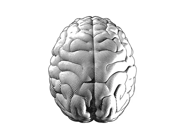 Top View Μονόχρωμη Ανθρώπινος Εγκέφαλος Χαρακτική Illutration Που Απομονώνονται Λευκό — Διανυσματικό Αρχείο
