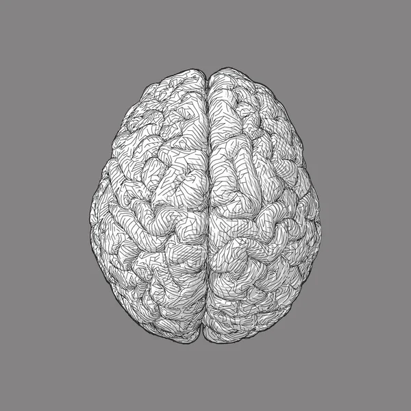 Illustrazione Del Cervello Incisione Monocromatica Vista Superiore Con Wireframe Triangolare — Vettoriale Stock