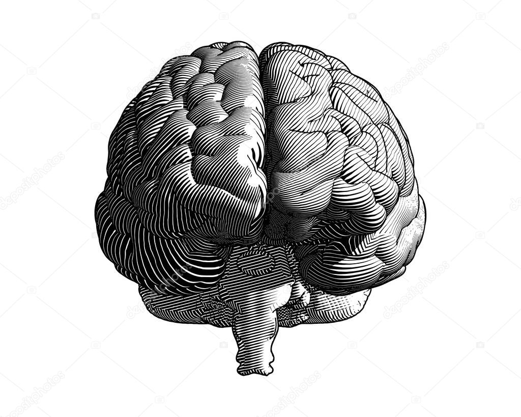 Brain engraving monochrome drawing front view illustration with flow line vintage art style isolated on white background