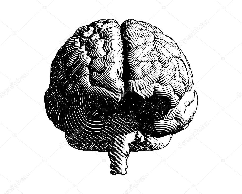 Brain engraving monochrome drawing front view illustration with flow line vintage art style isolated on white background
