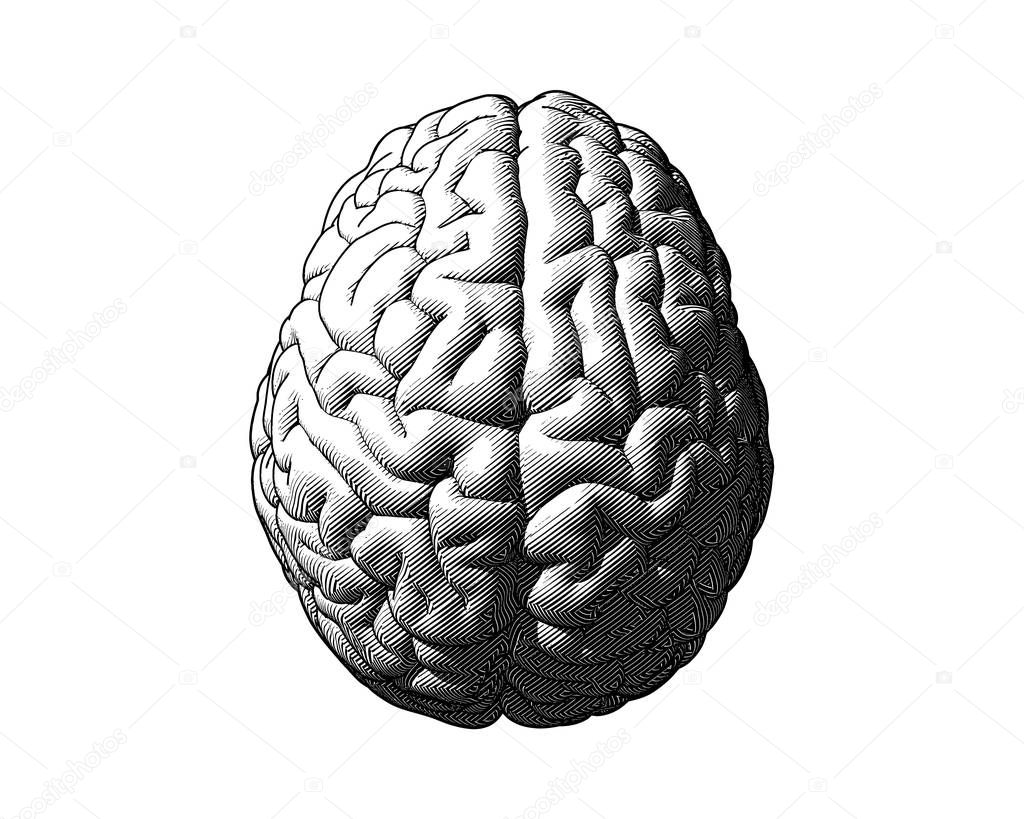 Monochrome engraving drawing brain in top view isolated on white background in striped line style 